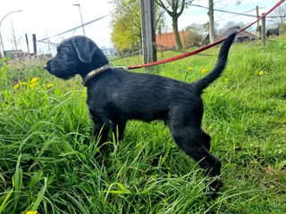 Kruising honden Bobbie - Advertentie 2