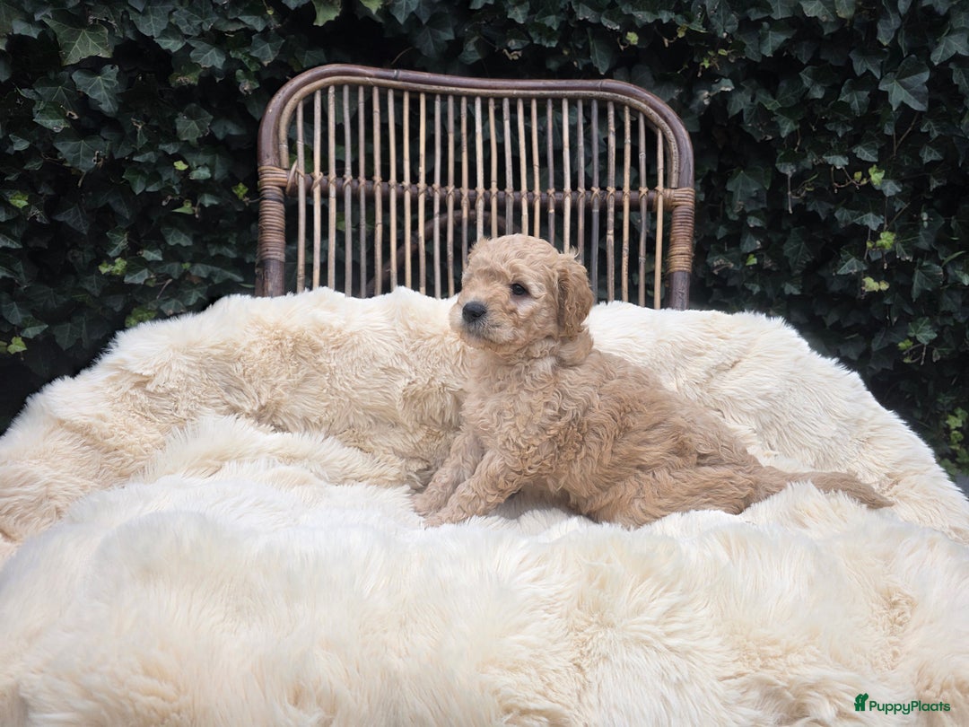 Kruising honden te koop: Goldendoodle reutjes mogen verhuizen - Advertentie 5