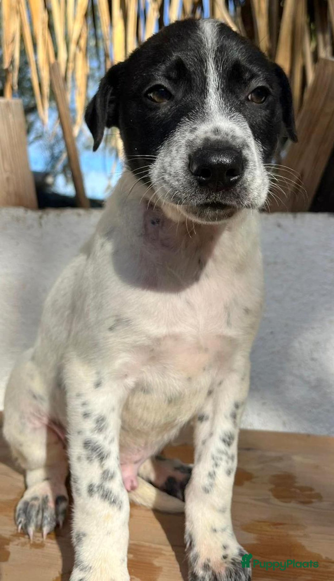 Kruising honden ter adoptie: gerit wil heel graag een warme mand!  - Advertentie 5