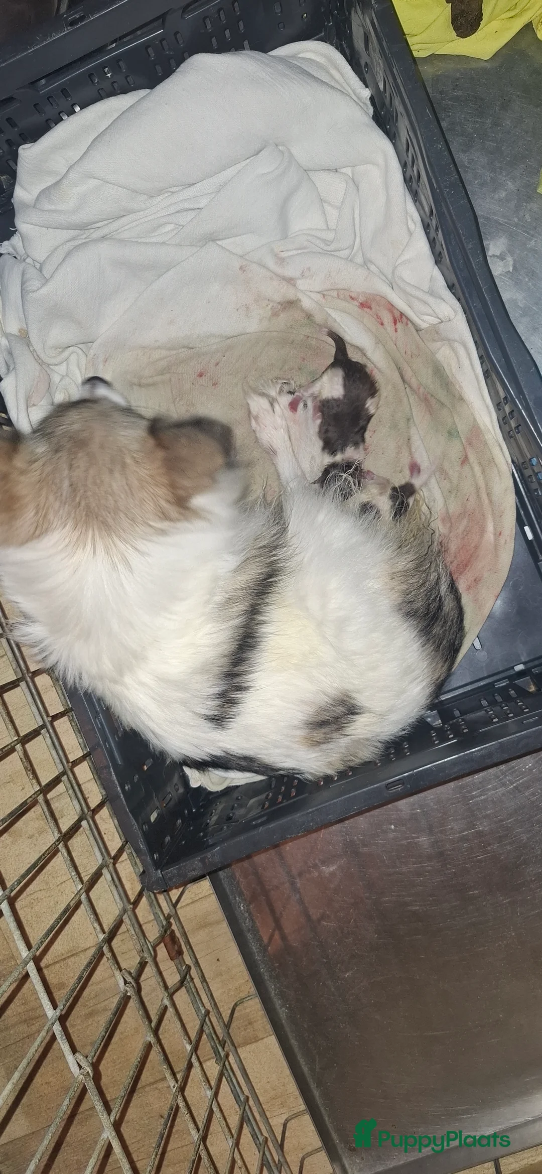 Pomeriaan honden te koop: Lilac met wit pomeriaan pups 12 weken. - Advertentie 7