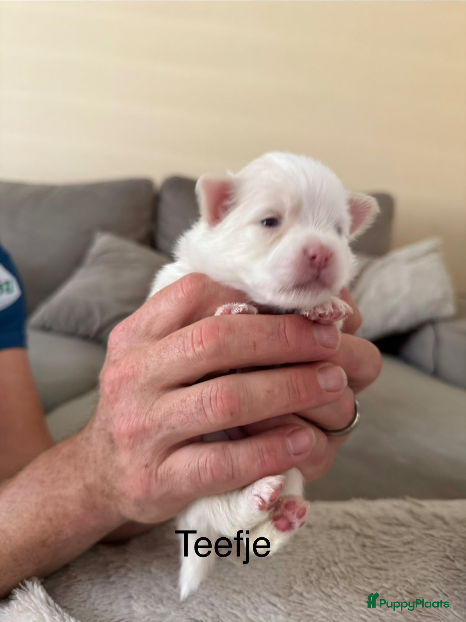Pomeriaan honden Pomeriaan pups - Advertentie 5