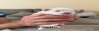 Pomeriaan Puppy 3