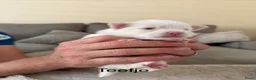 Pomeriaan honden te koop: Pomeriaan pups - Advertentie 1