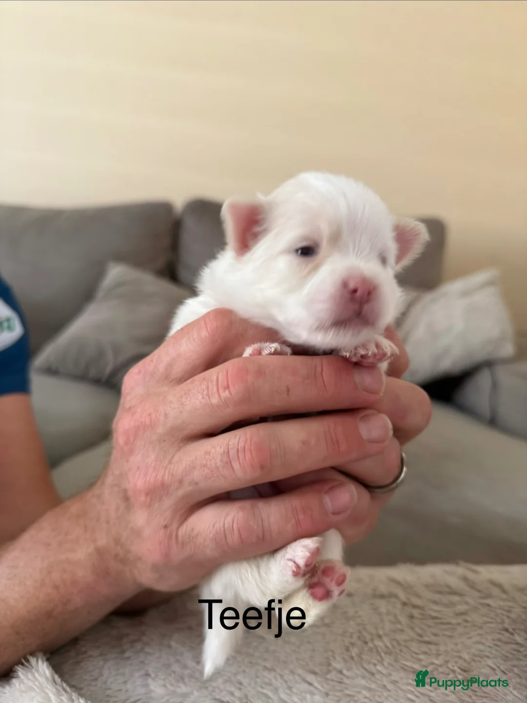 Pomeriaan honden te koop: Pomeriaan pups - Advertentie 1