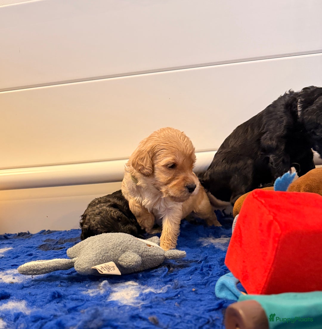 Kruising honden te koop: Goldendoodle/labradoodle  - Advertentie 21