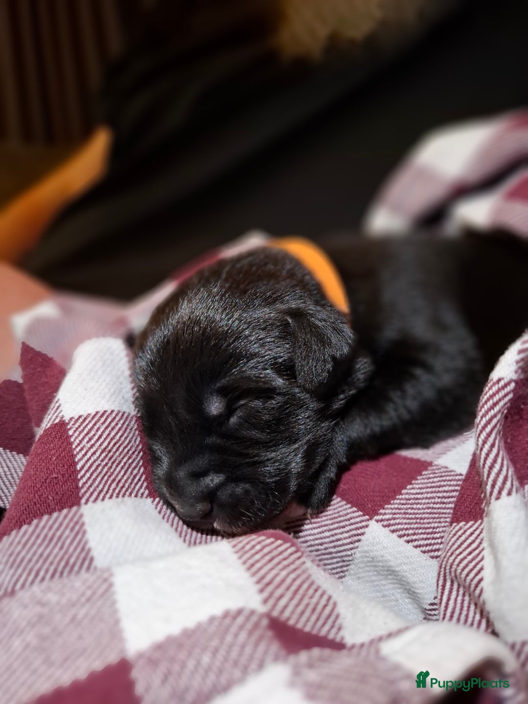Kruising honden te koop: Boulab pups (Labrador/Berner Senner)  - Advertentie 2