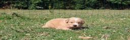 Labrador Retriever honden te koop: Wij hebben hele knappe labrador pups te koop - Advertentie 11