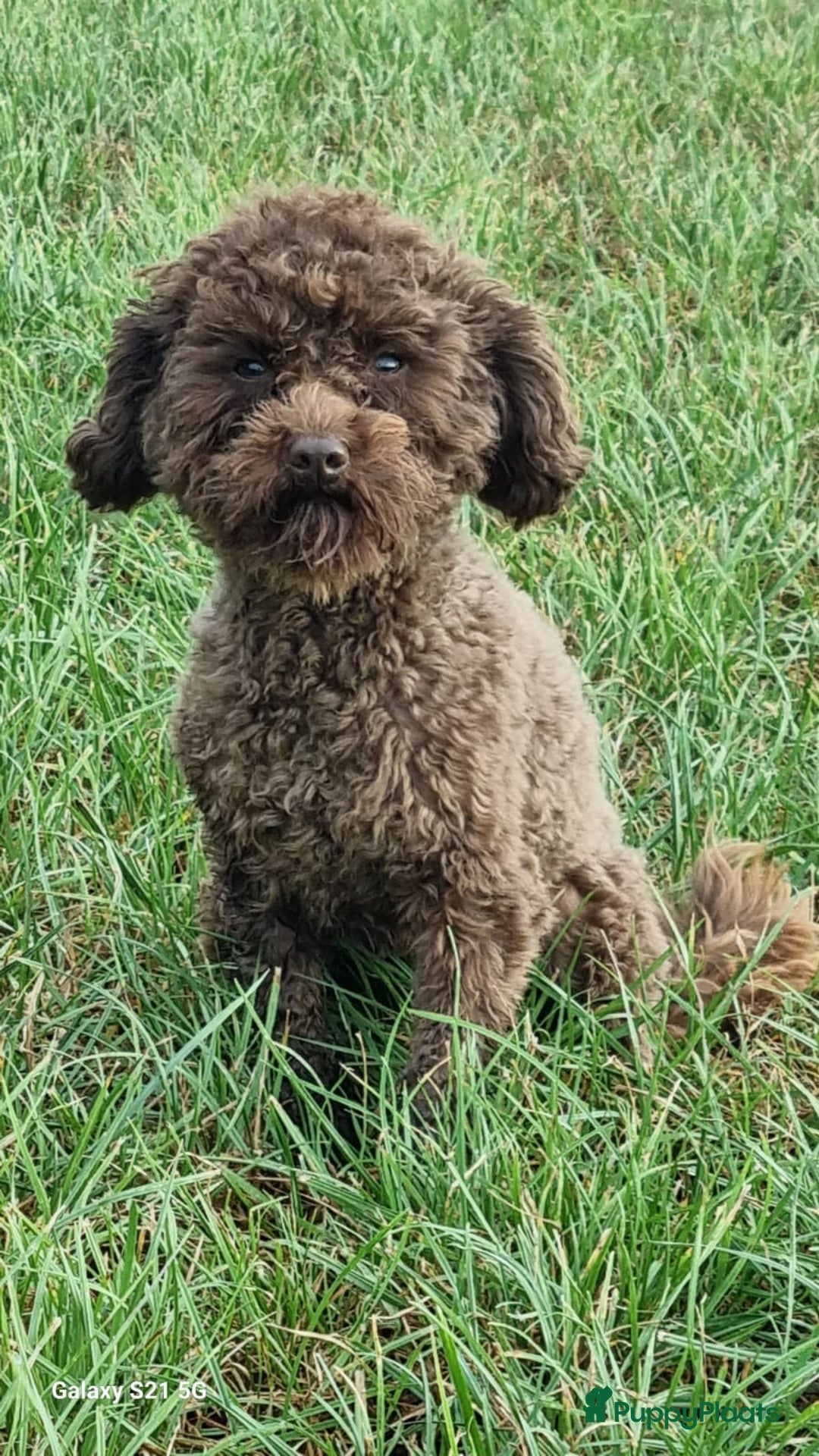 Labradoodle honden te koop: Mini Labradoodle pups. ALLEMAAL GERESERVEERD  - Advertentie 5