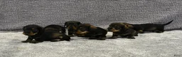 Ruwhaar Teckel honden te koop: Ruwhaar Dwerg/Kaninchen teckel pups met stamboom. - Advertentie 23
