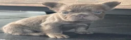 Franse Bulldog honden te koop: Fluffy Franse Bulldog pups unieke kleuren  - Advertentie 5