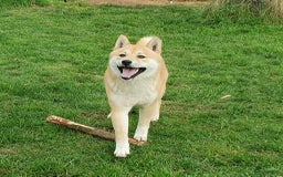 Shiba honden te koop: Shiba Inu pups (nog 1 reutjes beschikbaar) - Afbeelding 17