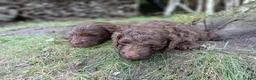 Labradoodle honden te koop: Lieve Labradoodle pups zoeken gouden mandje - Advertentie 3