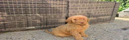 Labradoodle honden te koop: Hele mooie medium doodle half Australian bloed🩵🤩 - Advertentie 8