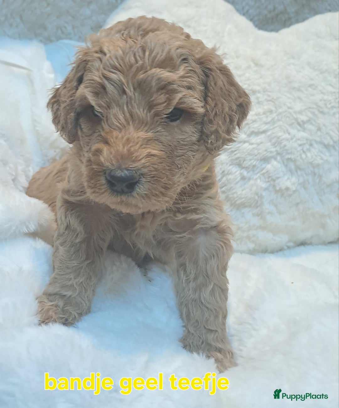 Australian Labradoodle honden te koop: Prachtige australian doodles pups  - Advertentie 5