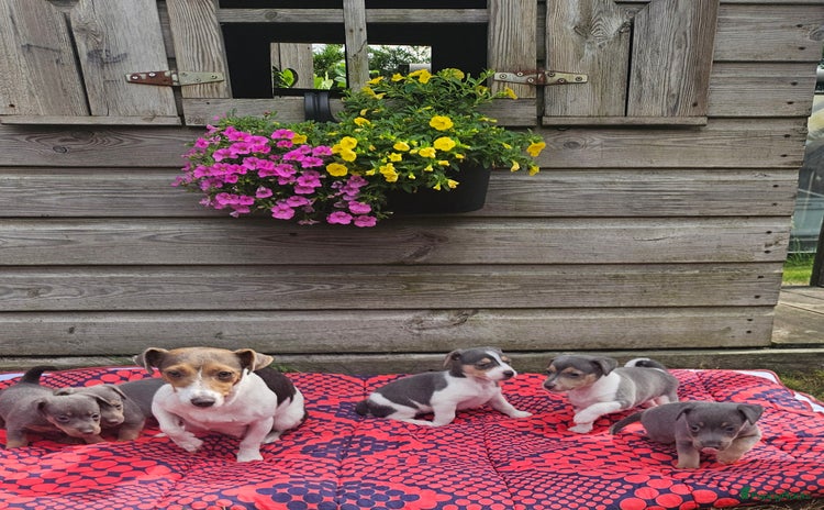 Jack Russel Terriër honden - Advertentie 14