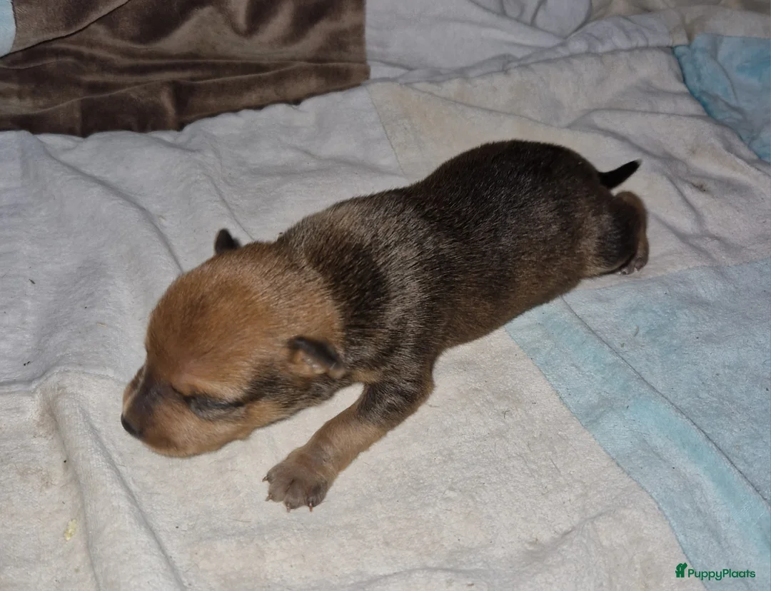 Dwergpinscher honden te koop: Dwergpinschers puppy's  - Advertentie 6