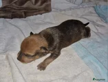 Dwergpinscher Puppy 4