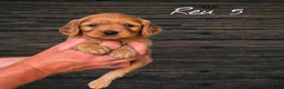 Cavapoo honden te koop: Prachtige Cavapoo pups beschikbaar  - Advertentie 3