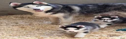 Siberische Husky honden te koop: Husky pup - Advertentie 7