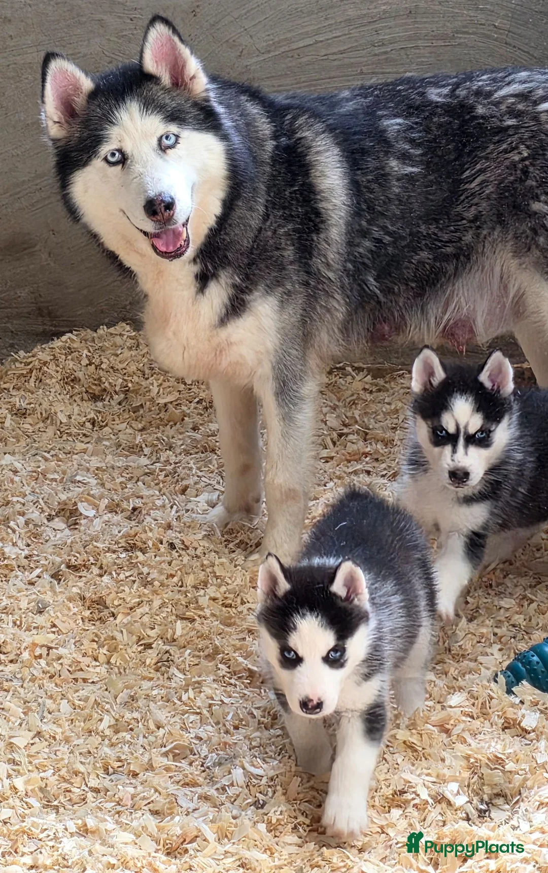 Siberische Husky honden te koop: Husky pup - Advertentie 7