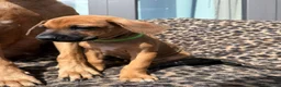 Rhodesian Ridgeback honden te koop: Rhodesian ridgeback pups - Advertentie 9