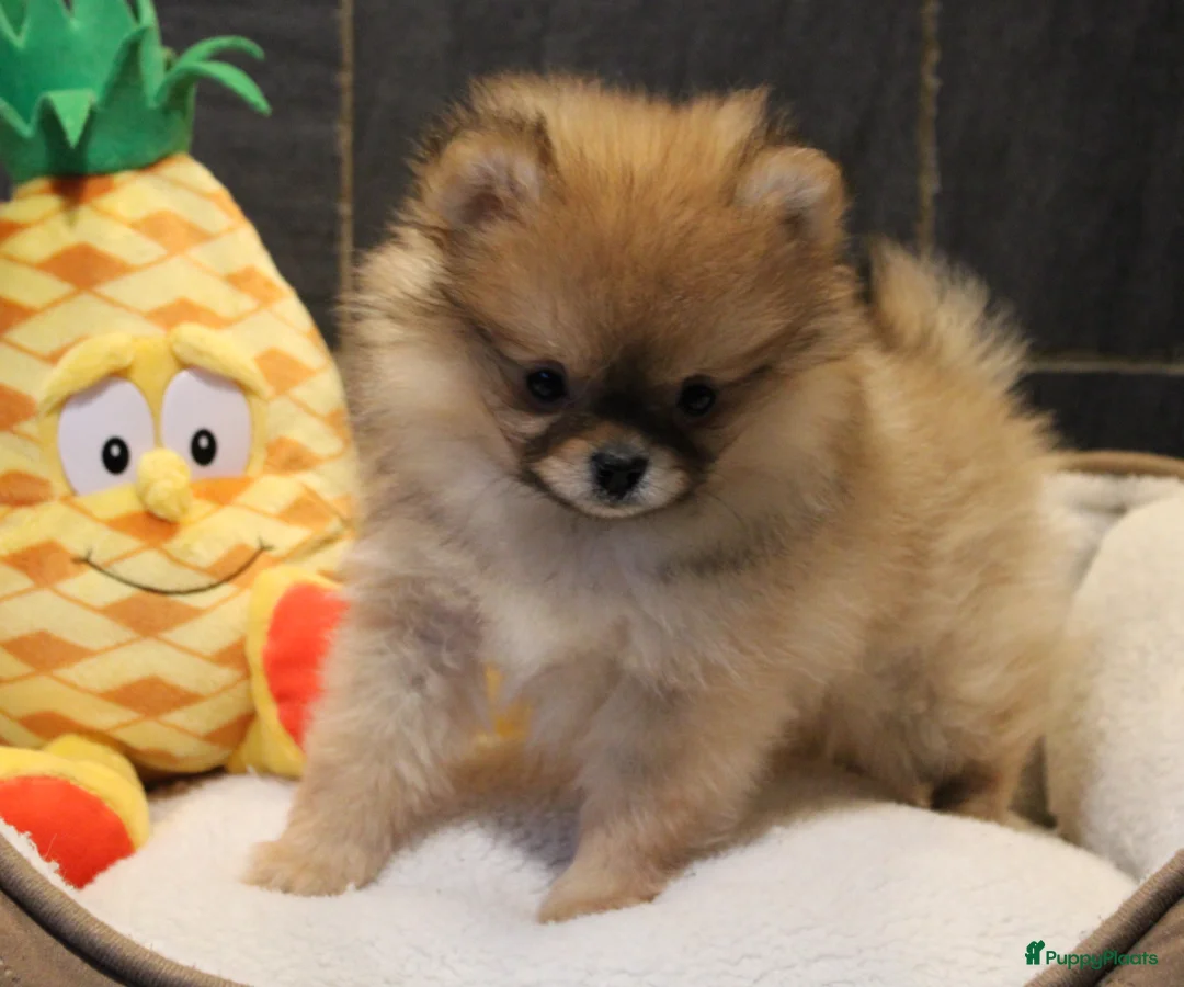 Pomeriaan honden te koop: Pomeriaan pups - Advertentie 9