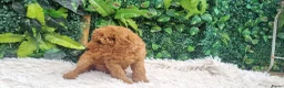 Labradoodle honden te koop: labradoodle pups zo goed als zindelijk🥰  - Advertentie 2