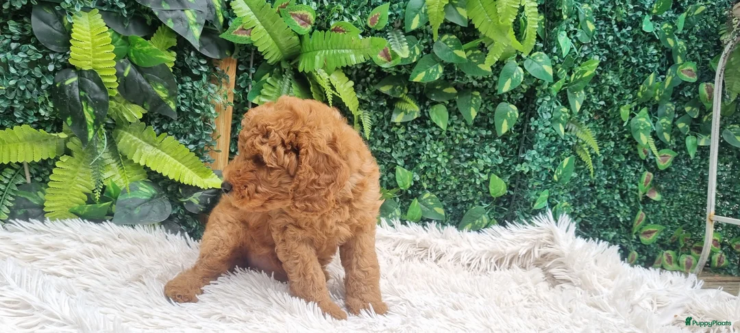 Labradoodle honden te koop: labradoodle pups zo goed als zindelijk🥰  - Advertentie 2