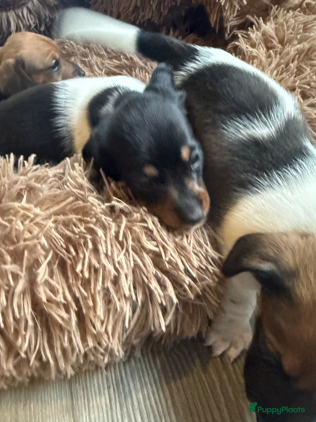 Teckel (korthaar)  honden te koop: Piebald dwergteckel pups - Advertentie 17