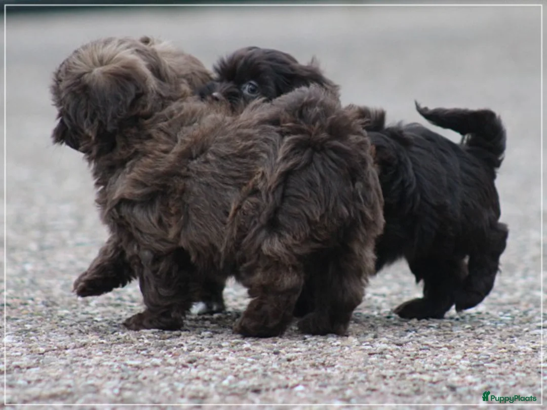 Kruising honden te koop: Knappe Mini doodle pups. - Advertentie 11