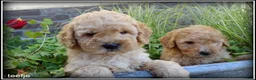 Labradoodle honden te koop: Labradoodle medium pups - Advertentie 3