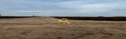 Labrador Retriever honden te koop: Field trial labrador pups fox red - Advertentie 3