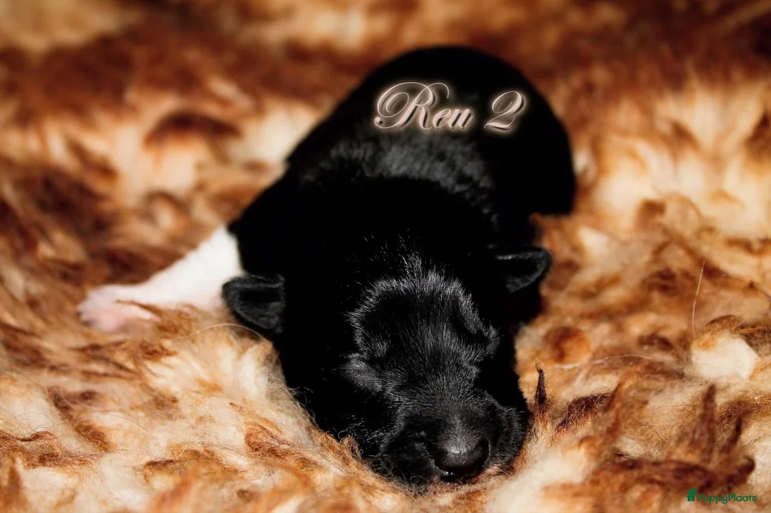 Border Collie honden te koop: Border collie pups met isds stamboom - Advertentie 1