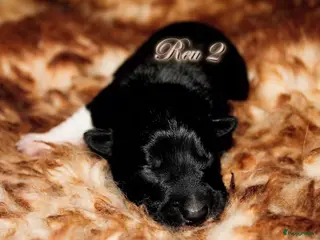 Border Collie honden Border collie pups met isds stamboom - Advertentie 3