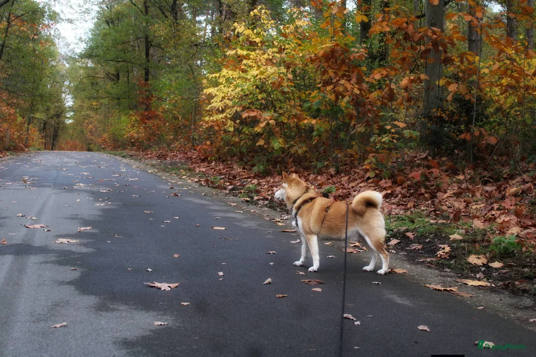 Shiba honden te koop: Shiba Inu pups met stamboom en gezondheidstesten - Advertentie 11