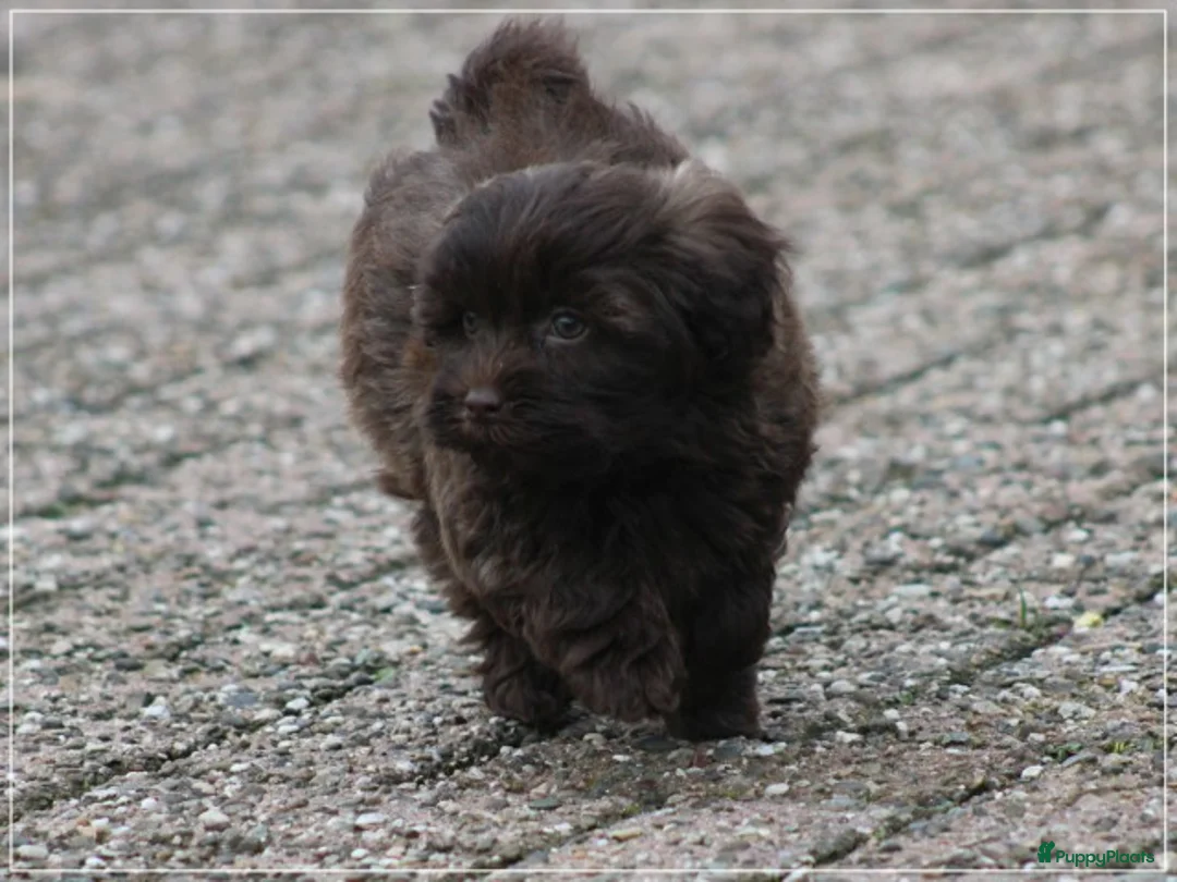 Kruising honden te koop: Knappe Mini doodle pups. - Advertentie 19