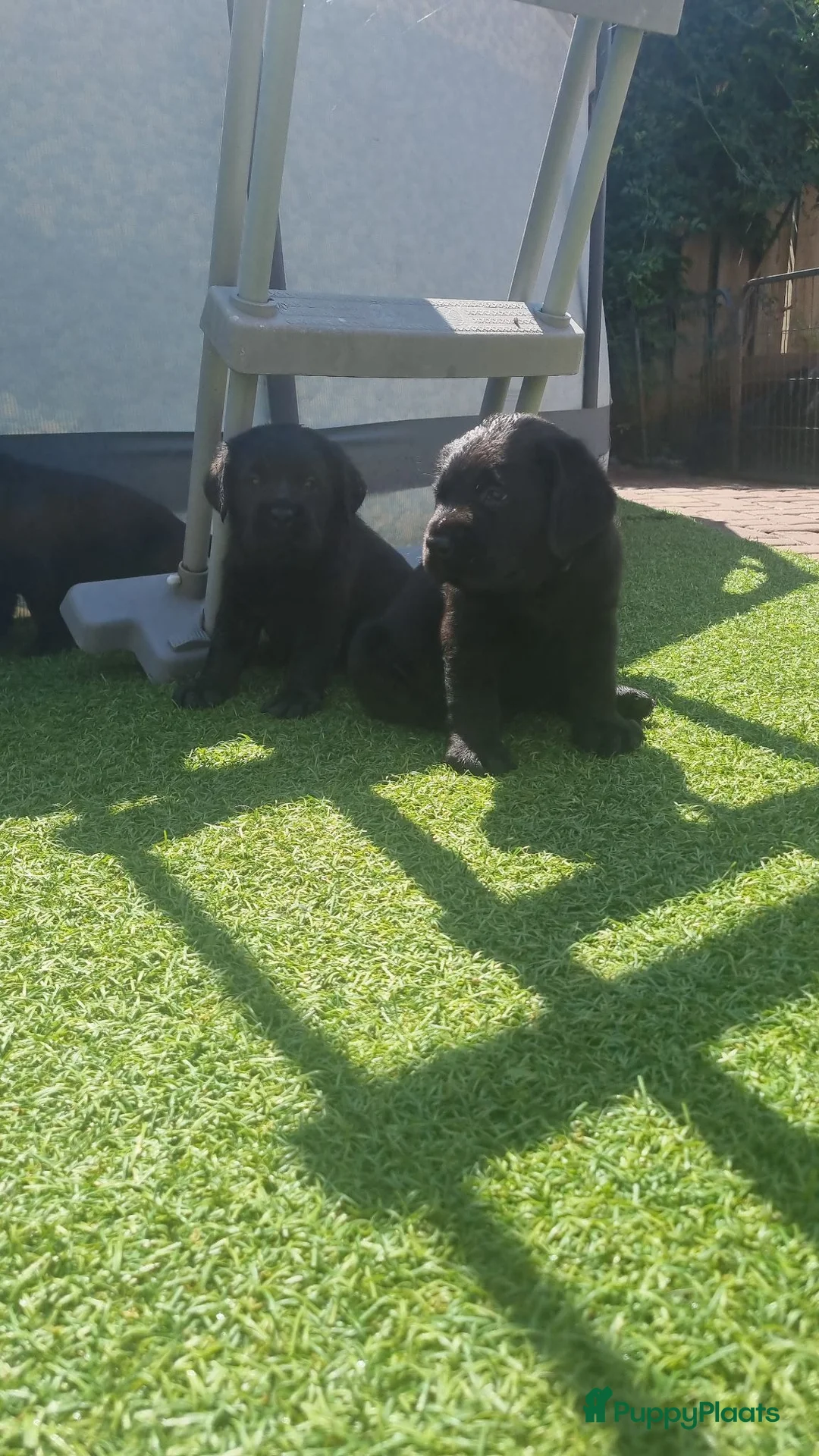 Labrador Retriever honden te koop: Labrador Retriever Pups Met FCI Stamboom - Advertentie 1