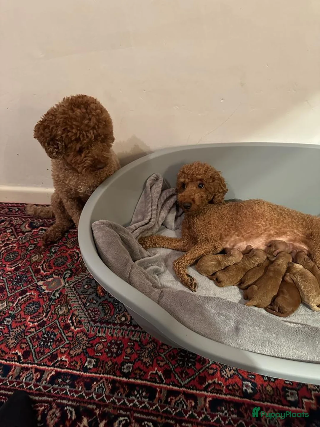 Poedel Toy honden te koop: Schattige Toy Poedel puppy’s in rode (red) kleur - Advertentie 12