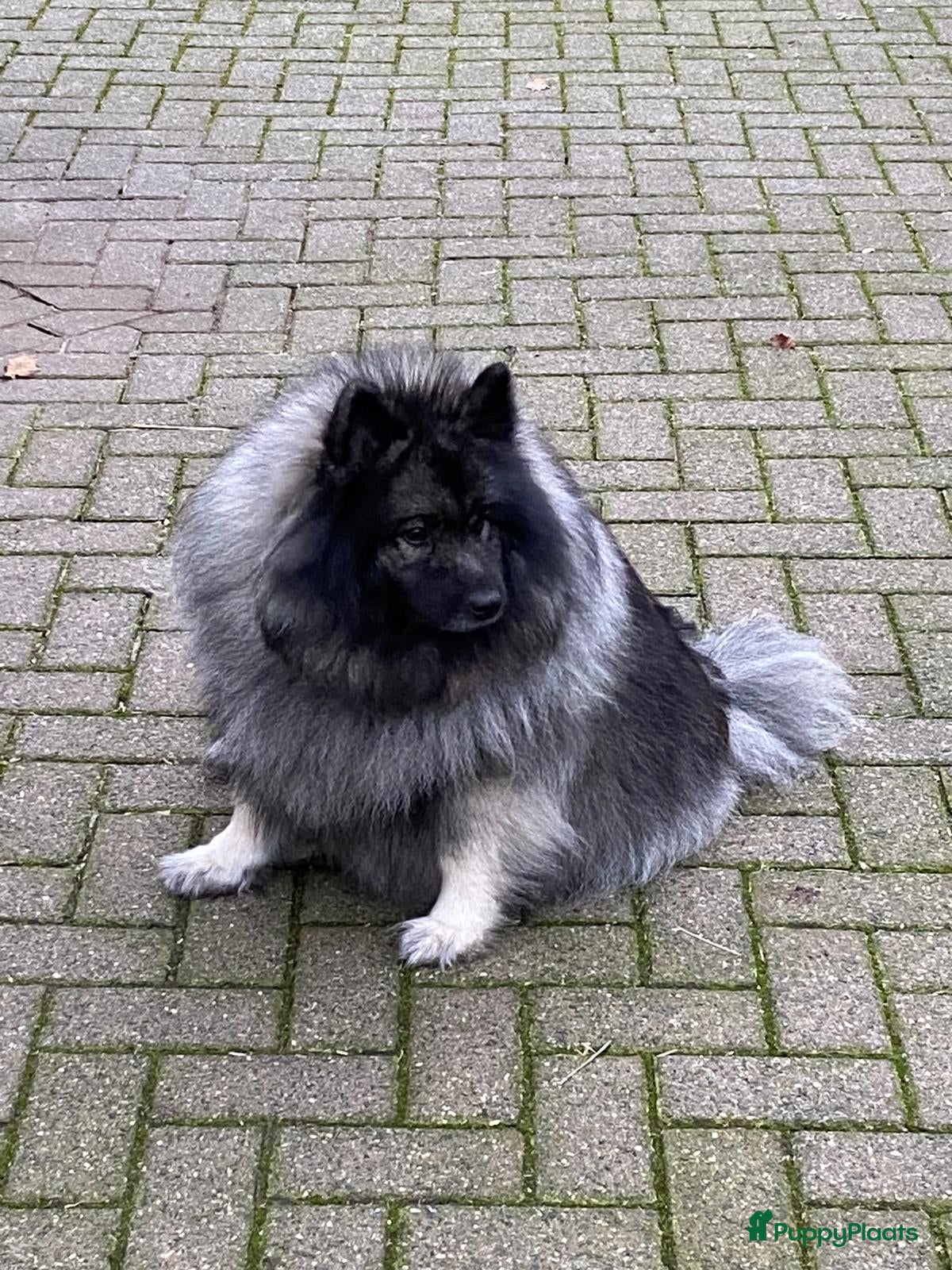 Keeshond honden Raszuivere blauwe /wolfsgrijze grote keeshond pups - Advertentie 3