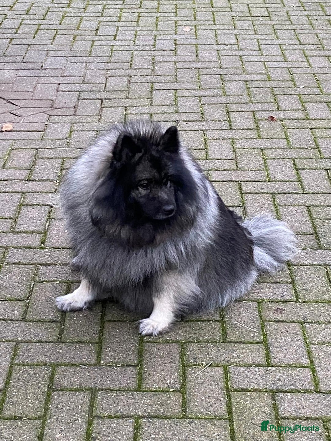 Keeshond honden te koop: Raszuivere blauwe /wolfsgrijze grote keeshond pups - Advertentie 1