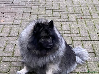 Keeshond honden Raszuivere blauwe /wolfsgrijze grote keeshond pups - Advertentie 3