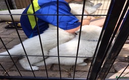 Zwitserse Witte Herdershond honden te koop: raszuivere lieve zwitserse witte herder pups in Nieuwland - Afbeelding 7
