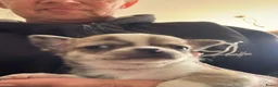 Chihuahua honden te koop: Kortharige chihuahua pups - Advertentie 25