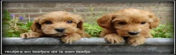 Maltipoo honden te koop: Maltipoo F1b pups - Advertentie 3