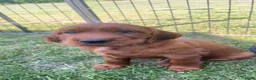 Ierse Setter honden te koop: Ierse setter  - Advertentie 2