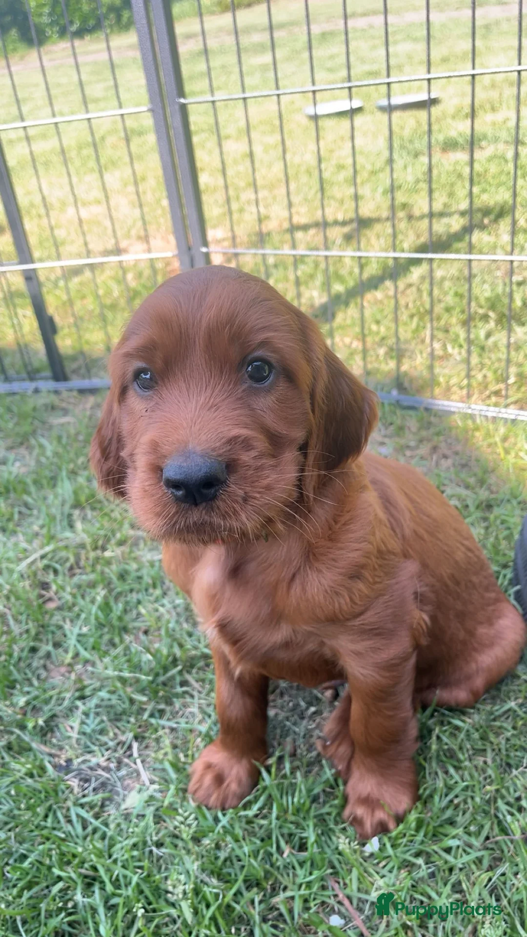 Ierse Setter honden te koop: Ierse setter  - Advertentie 2
