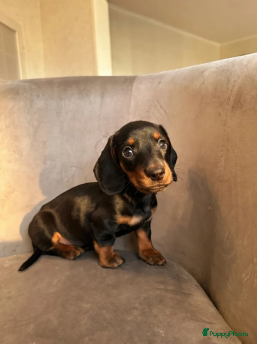 Teckel (korthaar)  honden te koop: Dwerg teckel pups - Advertentie 8