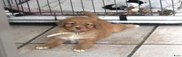 Nova Scotia Duck Tolling Retriever honden te koop: Prachtige nova scotia duck tolling retriever pups - Advertentie 13