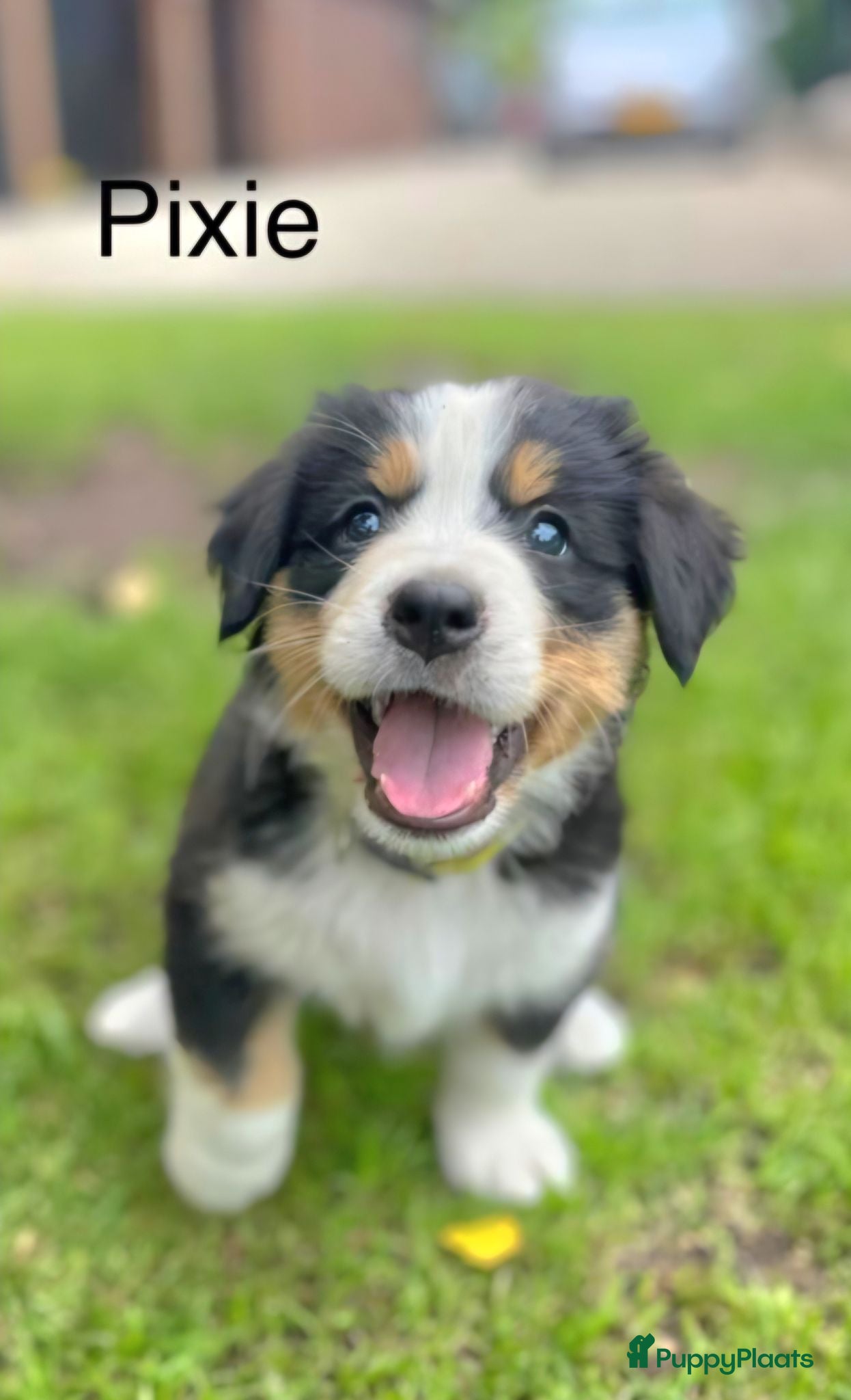 Berner Sennenhond honden Bernersennen pups  - Advertentie 4