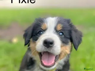 Berner Sennenhond honden Bernersennen pups - Advertentie 4